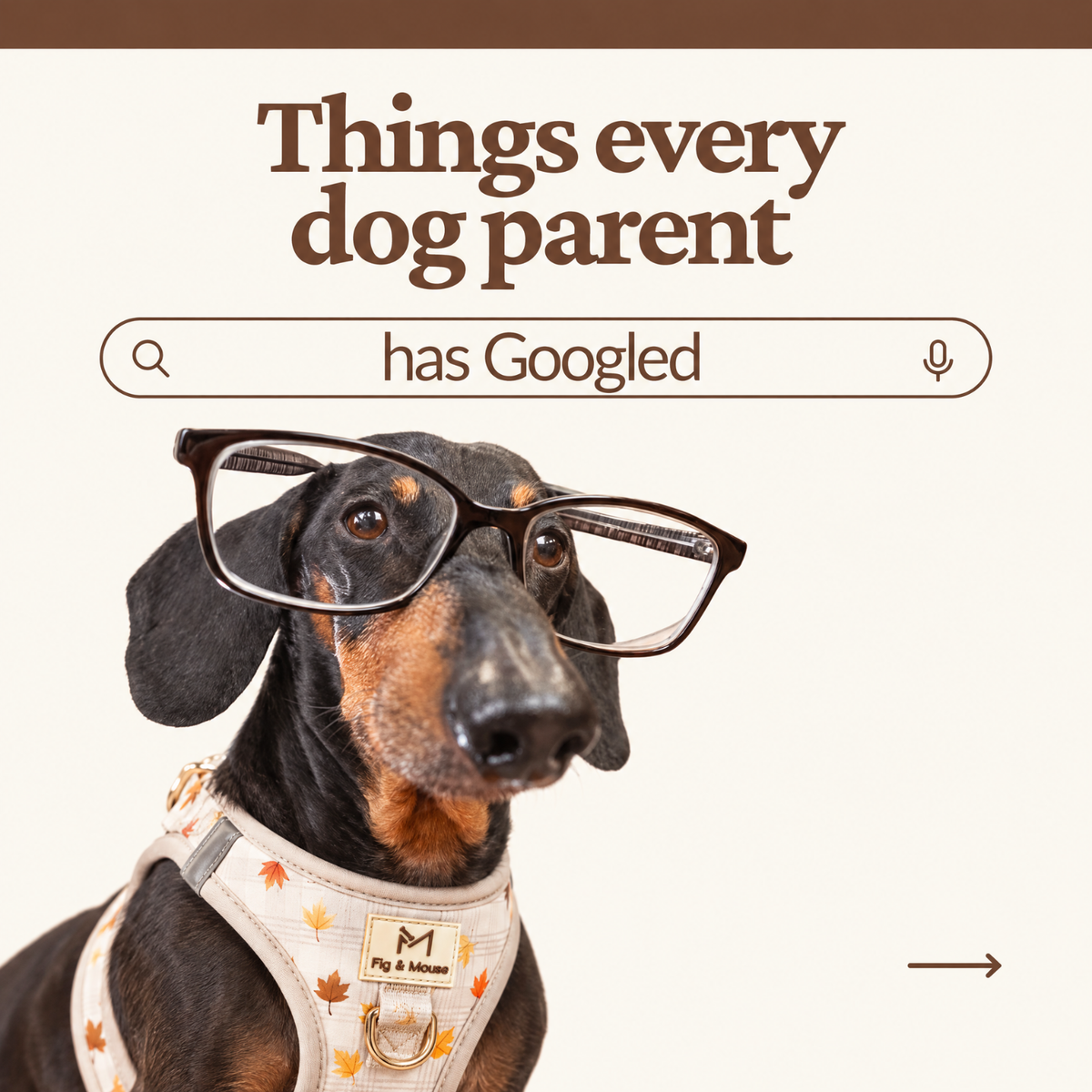 Things Every Dog Parent Has Googled