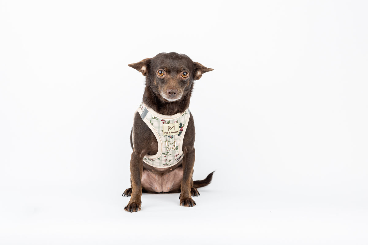 Evergreen Harness
