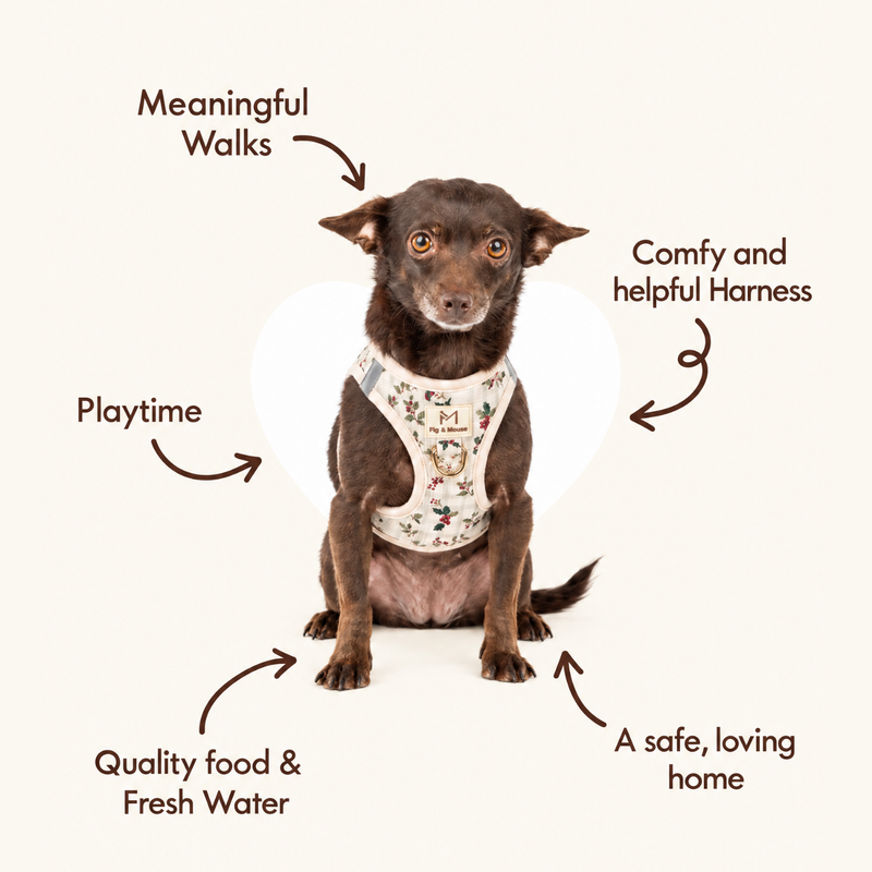 Ingredients for a Happy Dog